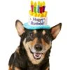 Frisco Birthday Cake Dog & Cat Hat -Hot Sale Pet Supplies 139518 MAIN. AC SS1800 V1540401491