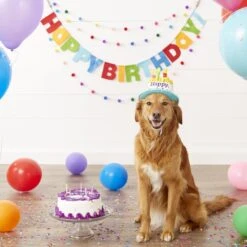 Frisco Birthday Cake Dog & Cat Hat -Hot Sale Pet Supplies 139518 PT4. AC SS1800 V1540422964