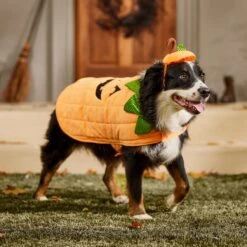 Frisco Pumpkin Dog & Cat Costume -Hot Sale Pet Supplies 144446 PT7. AC SS1800 V1567180408