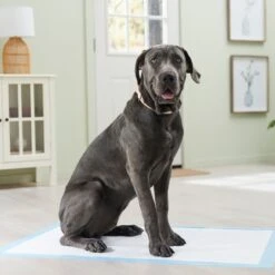 Frisco Premium Giant Dog Training & Potty Pads -Hot Sale Pet Supplies 152699 PT6. AC SS1800 V1674671620