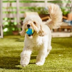 Frisco Fetch Squeaky Tennis Ball With Rubber Sleeve Dog Toy 14 Frisco Fetch Squeaky Tennis Ball With Rubber Sleeve Dog Toy -Hot Sale Pet Supplies 152844 PT6. AC SS1800 V1691776576