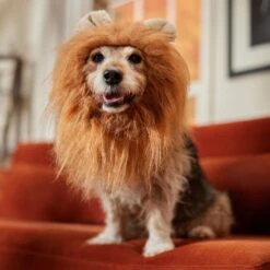 Frisco Lion Mane Dog & Cat Costume -Hot Sale Pet Supplies 158732 PT7. AC SS1800 V1691686202