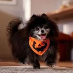 Frisco Jack O' Lantern Pumpkin Dog & Cat Bandana -Hot Sale Pet Supplies 158934 PT4. AC SS1800 V1564430535