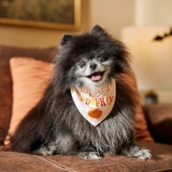 Frisco Mommy's Lil Pumpkin Dog & Cat Bandana -Hot Sale Pet Supplies 158936 PT4. AC SS1800 V1633064807