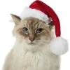 Frisco Holiday Dog & Cat Santa Hat, 1 Count -Hot Sale Pet Supplies 160054 MAIN. AC SS1800 V1663948847