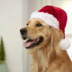 Frisco Holiday Dog & Cat Santa Hat, 1 Count -Hot Sale Pet Supplies 160054 PT4. AC SS1800 V1637650626