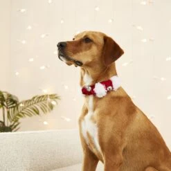 Frisco Jingle Bells Dog & Cat Holiday Collar With Bells, 1 Count 12 Frisco Jingle Bells Dog & Cat Holiday Collar With Bells, 1 Count -Hot Sale Pet Supplies 160063 PT4. AC SS1800 V1568814193