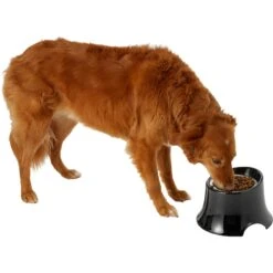 Frisco Stainless Steel Bowl With Elevated Stand 14 Frisco Stainless Steel Bowl With Elevated Stand -Hot Sale Pet Supplies 216020 PT6. AC SS1800 V1605653241