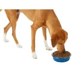 Frisco Chevron Design Glass Bowl With Silicone Sleeve -Hot Sale Pet Supplies 216049 PT6. AC SS1800 V1605654757