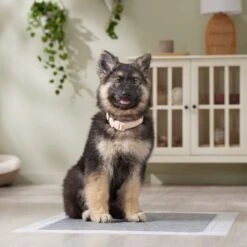 Frisco Extra Large Charcoal Dog Training & Potty Pads -Hot Sale Pet Supplies 227460 PT6. AC SS1800 V1674665620