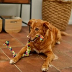 Frisco 4-Knot Tri-Color Rope Dog Toy -Hot Sale Pet Supplies 242139 PT2. AC SS1800 V1605208764