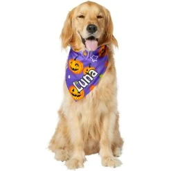 Frisco Halloween Pumpkins Personalized Dog & Cat Bandana -Hot Sale Pet Supplies 242815 PT6. AC SS1800 V1618509475