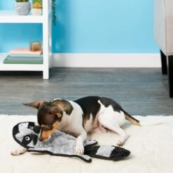 Frisco Alligator Stuffing-Free Flat Plush Squeaky Dog Toy & Frisco Raccoon Stuffing-Free Flat Plush Squeaky Dog Toy 11 Frisco Alligator Stuffing-Free Flat Plush Squeaky Dog Toy & Frisco Raccoon Stuffing-Free Flat Plush Squeaky Dog Toy -Hot Sale Pet Supplies 255471 PT4. AC SS1800 V1602691287