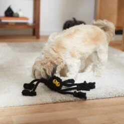 Frisco Halloween Spider Rope Dog Toy -Hot Sale Pet Supplies 270504 PT3. AC SS1800 V1624825021