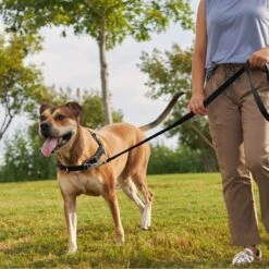 Frisco Basic No Pull Harness -Hot Sale Pet Supplies 277873 PT4. AC SS1800 V1629816999