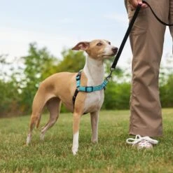 Frisco Padded Reflective No Pull Harness 11 Frisco Padded Reflective No Pull Harness -Hot Sale Pet Supplies 277892 PT4. AC SS1800 V1629816716