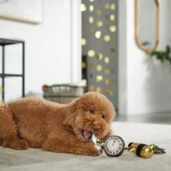 Frisco New Year's Eve Midnight Countdown Plush With Rope Squeaky Dog Toy 7 Frisco New Year's Eve Midnight Countdown Plush With Rope Squeaky Dog Toy -Hot Sale Pet Supplies 288478 PT3. AC SS1800 V1638289625