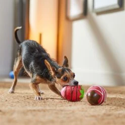 Frisco Valentine Chocolate Covered Strawberries Latex Squeaky Dog Toy 8 Frisco Valentine Chocolate Covered Strawberries Latex Squeaky Dog Toy -Hot Sale Pet Supplies 298923 PT3. AC SS1800 V1701365172