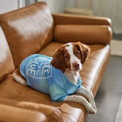 Frisco Peace Love Rescue Dog & Cat T-Shirt -Hot Sale Pet Supplies 315068 PT8. AC SS1800 V1646351303