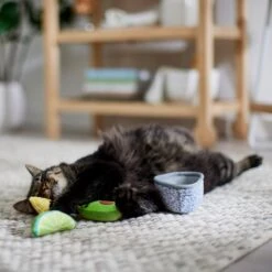 Frisco Guacamole Bowl Cat Toy With Catnip, Medium, 4 Count -Hot Sale Pet Supplies 327059 PT3. AC SS1800 V1645205519