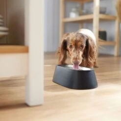 Frisco Long Eared Breed Stainless Steel Dog Bowl, Black, 2 Cup 10 Frisco Long Eared Breed Stainless Steel Dog Bowl, Black, 2 Cup -Hot Sale Pet Supplies 331530 PT2. AC SS1800 V1657656874