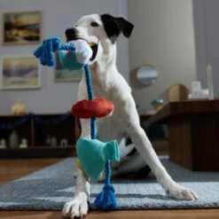 Frisco Hanukkah Celebration Plush With Rope Squeaky Dog Toy -Hot Sale Pet Supplies 360986 PT3. AC SS1800 V1661874063