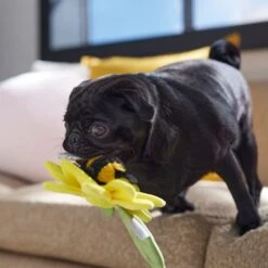 Frisco Spring Sunflower Plush Squeaky Dog Toy 10 Frisco Spring Sunflower Plush Squeaky Dog Toy -Hot Sale Pet Supplies 546766 PT4. AC SS1800 V1702500565