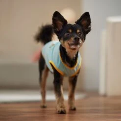 Frisco Just Another Day In Paradise Dog & Cat T-Shirt -Hot Sale Pet Supplies 556406 PT5. AC SS1800 V1675099506