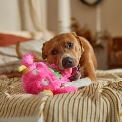 Frisco Halloween Zany Monster Muscle Plush Squeaky Dog Toy -Hot Sale Pet Supplies 668166 PT3. AC SS1800 V1689271301