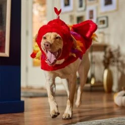 Frisco Flying Phoenix Dog & Cat Costume 16 Frisco Flying Phoenix Dog & Cat Costume -Hot Sale Pet Supplies 708150 PT7. AC SS1800 V1689343869
