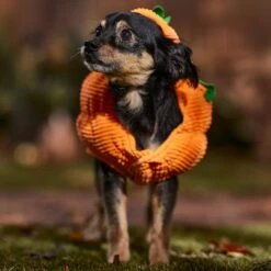 Frisco Pumpkin Ball Dog & Cat Costume -Hot Sale Pet Supplies 708902 PT7. AC SS1800 V1689282553
