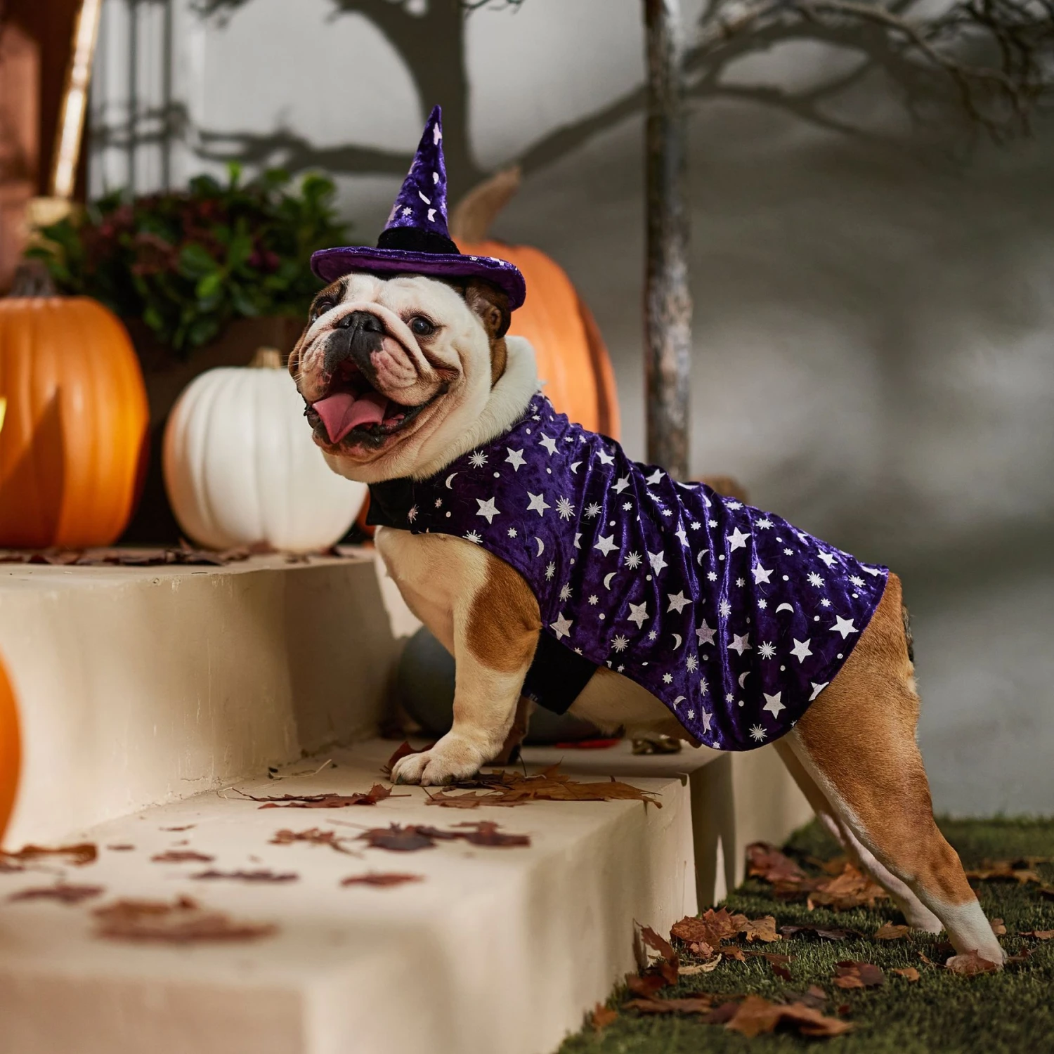 Frisco Cosmic Witch Dog & Cat Costume 8 Frisco Cosmic Witch Dog & Cat Costume - Image 6