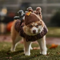 Frisco Squirrels & Nuts Ride-On Dog & Cat Costume -Hot Sale Pet Supplies 709422 PT7. AC SS1800 V1689270909