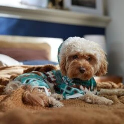 Frisco Fairisle Cozy Plush Fleece Dog & Cat PJs, Green -Hot Sale Pet Supplies 719054 PT7. AC SS1800 V1692375980
