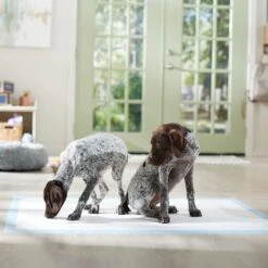 Frisco Mega Non-Skid Ultra Premium Dog Training & Potty Pads 15 Frisco Mega Non-Skid Ultra Premium Dog Training & Potty Pads -Hot Sale Pet Supplies 793822 PT6. AC SS1800 V1683033862